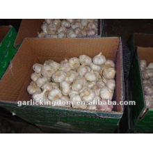 China Fresh Garlic 6.0cm 10kg ctn loose packing